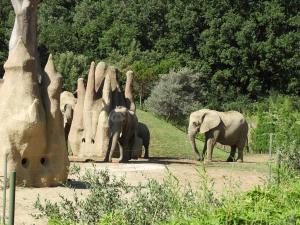 Eléphant d'Afrique
