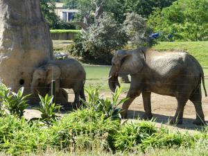 Eléphant d'Afrique