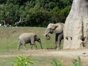 Eléphant d'Afrique
