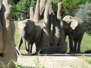 Eléphant d'Afrique (8)