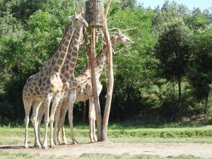 Girafe angolaise