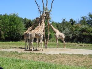 Girafe angolaise