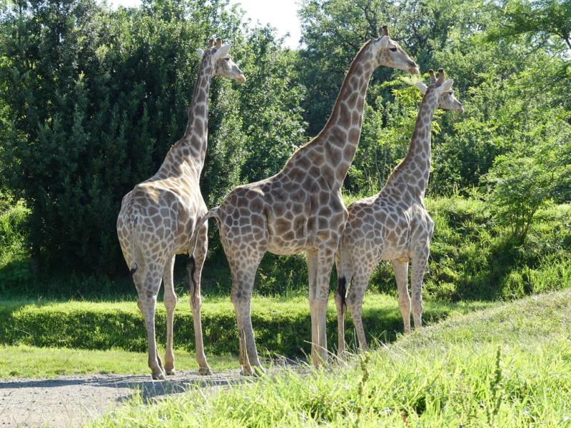 Girafe angolaise