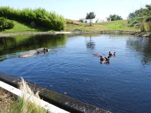 Hippopotame amphibie