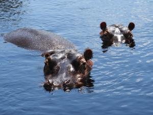 Hippopotame amphibie