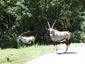 Oryx gazelle