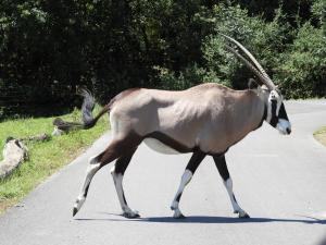 Oryx gazelle