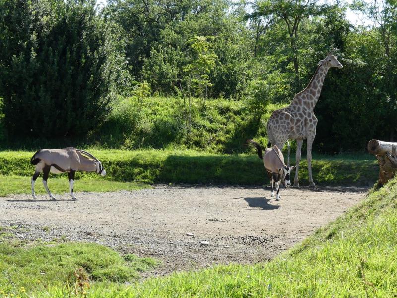 Gemsbok - Girafe angolaise