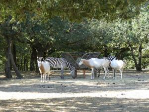 Oryx algazelle - Zèbre de Grant
