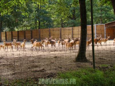 Sika du Japon - 2010