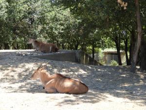 Eland du Cap