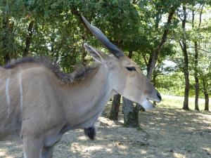 Eland du Cap