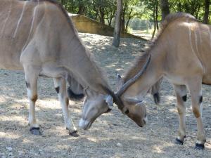 Eland du Cap