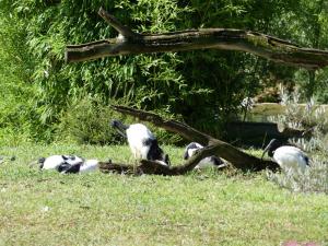 Ibis sacré