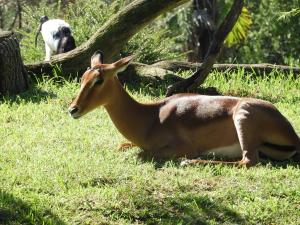 Impala