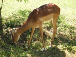 Impala