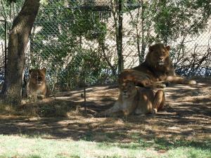 Lion d'Afrique