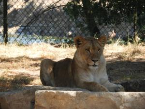 Lion d'Afrique