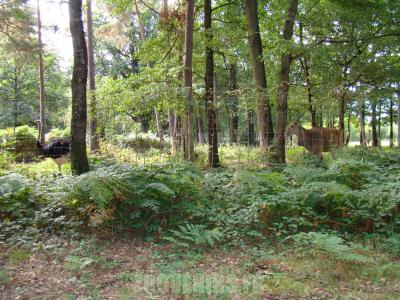 Autruche - Eland du Cap - 2010