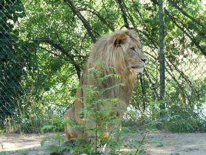 Lion d'Afrique