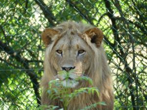 Lion d'Afrique