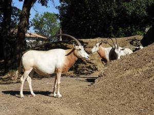 Oryx algazelle
