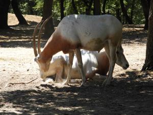 Oryx algazelle