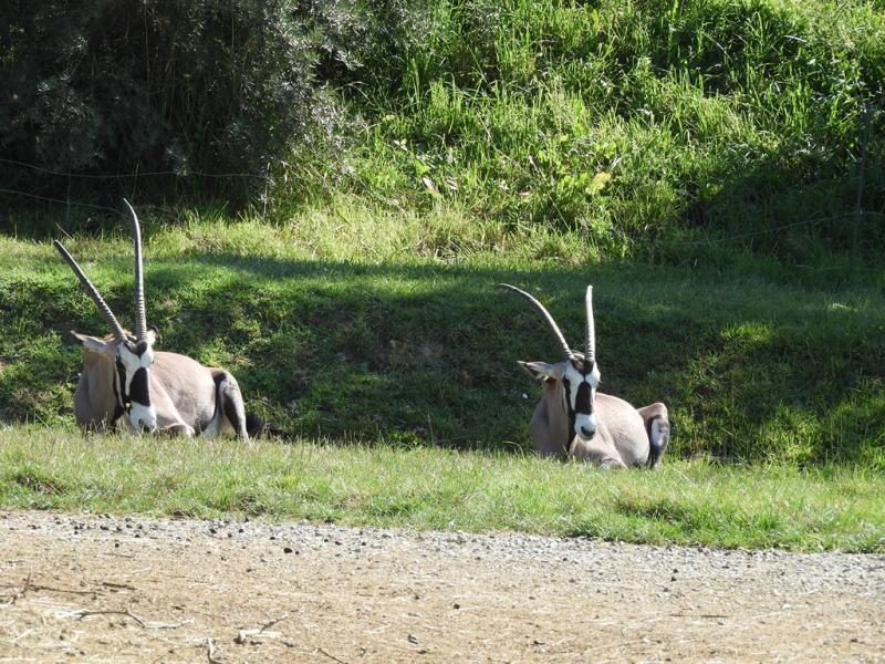 Oryx gazelle