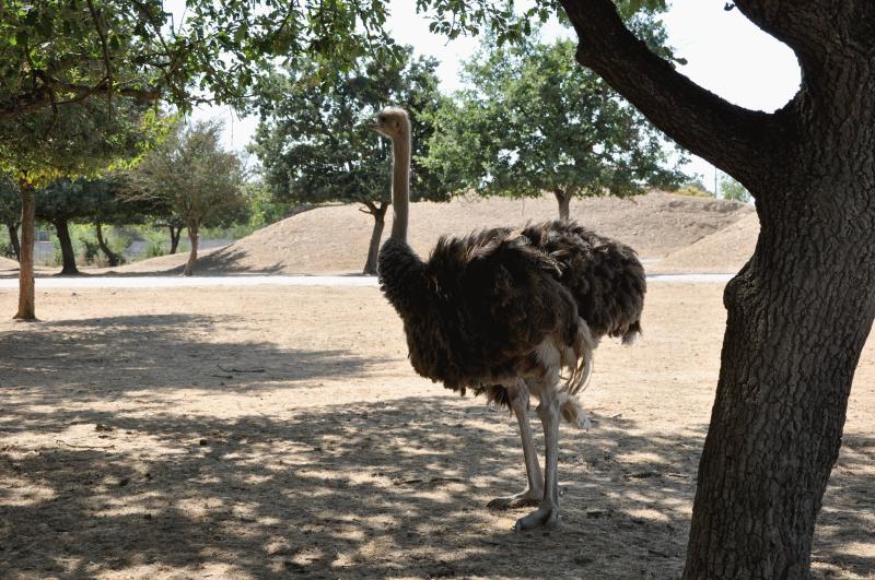Autruche
