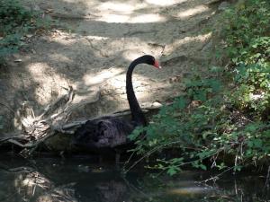 Cygne noir