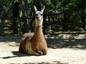 Lama