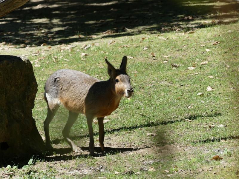 Mara