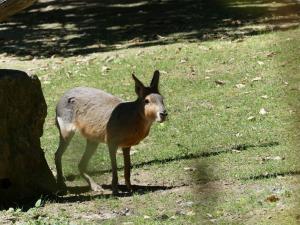 Mara