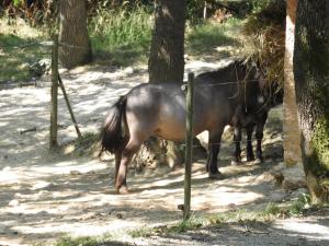 Poney