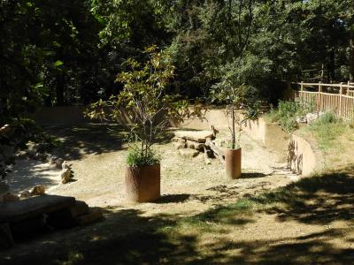 Porc-épic à crête - 2019