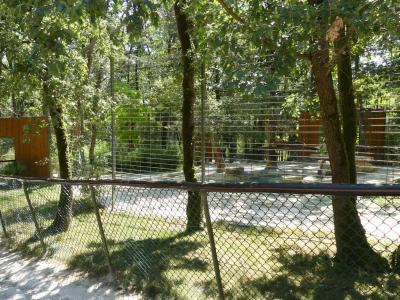 Tigre de Sibérie - 2019