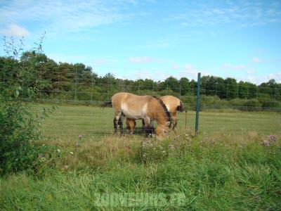 Cheval de Przewalski - 2010