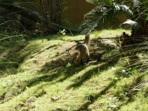 Coati roux