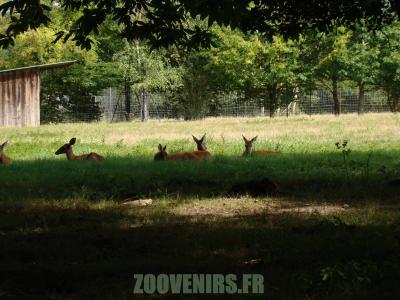 Cerf de Virginie - 2010