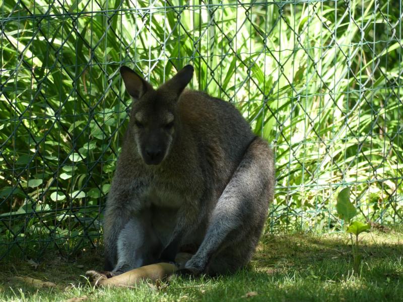Wallaby de Bennett
