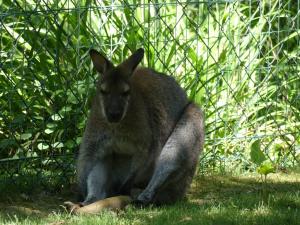 Wallaby de Bennett