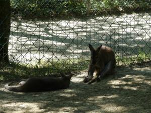 Wallaby de Bennett