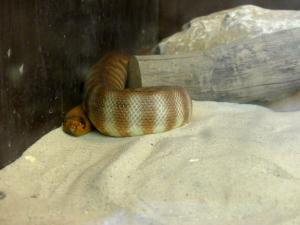 Woma