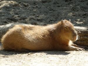 Capybara