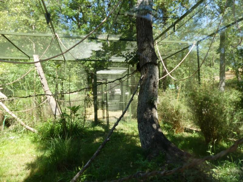 Ouistiti de Geoffroy - Tamarin lion