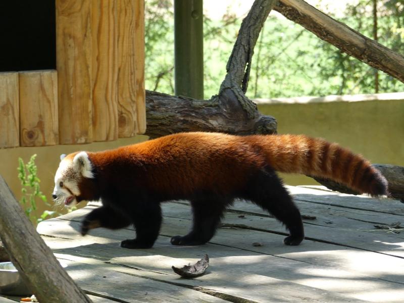 Panda roux