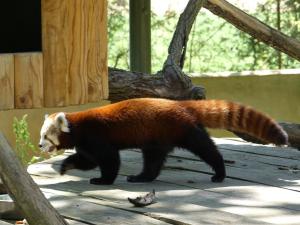 Panda roux