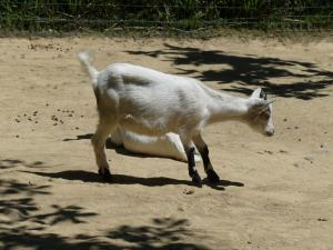Petite ferme