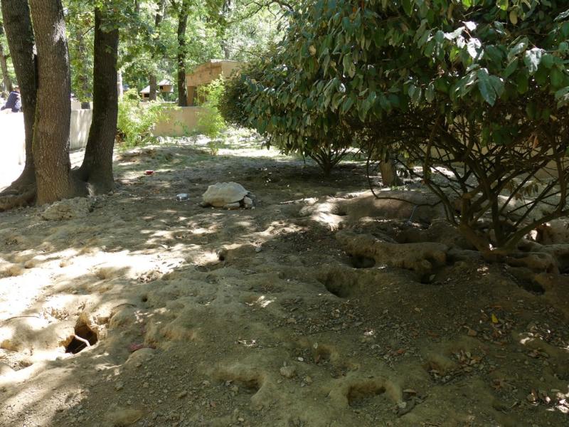 Suricate - Tortue sillonnée