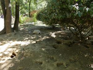 Suricate - Tortue sillonnée